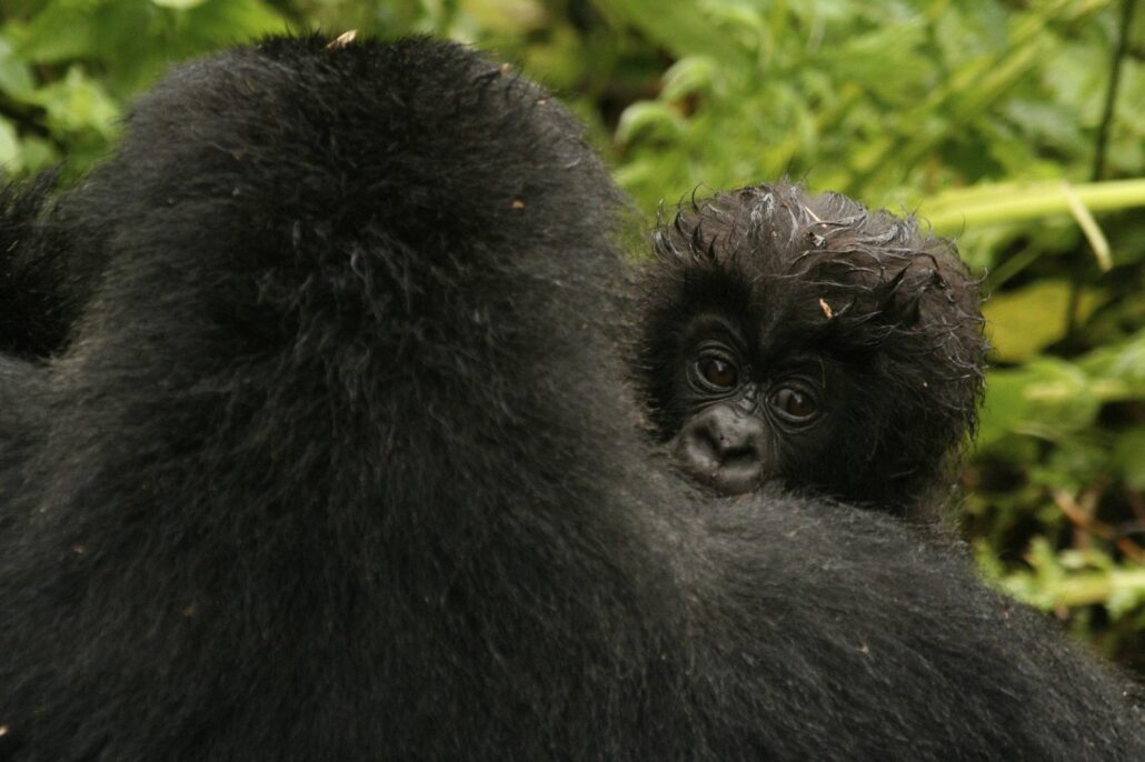 A list of 10 gorilla families in Rwanda