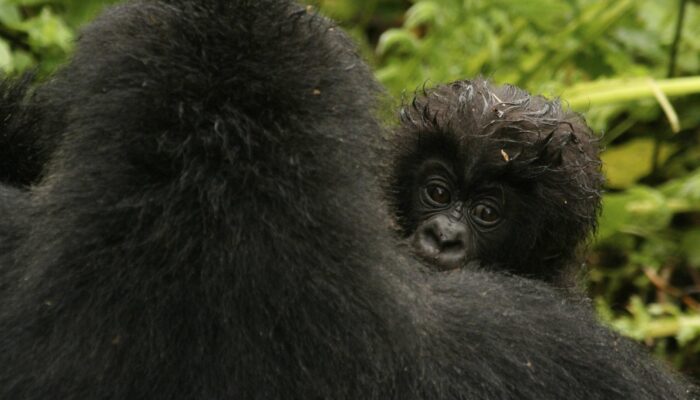 A list of 10 gorilla families in Rwanda