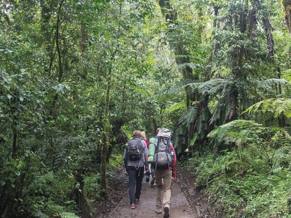 1 day Mount Kilimanjaro trekking-Marangu route