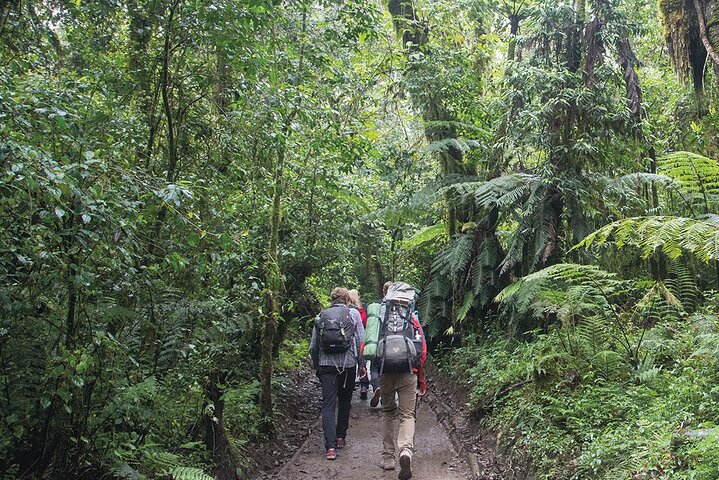 1 day Mount Kilimanjaro trekking-Marangu route