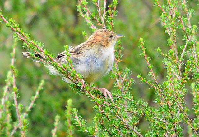 10 days Kenya bird watching safari