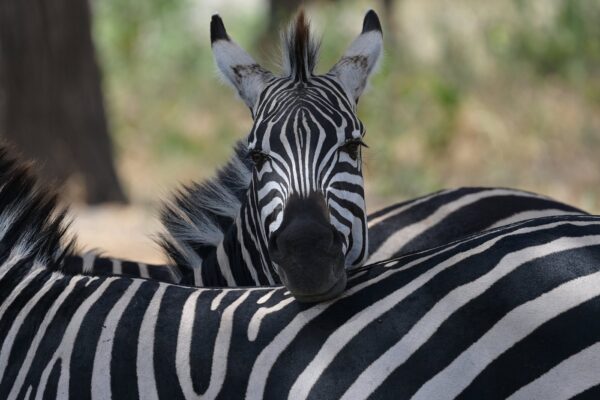 Game drives in Arusha National Park