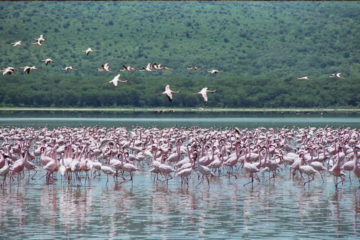 bird watching in Lake Nakuru-Best things to do & see in Kenya