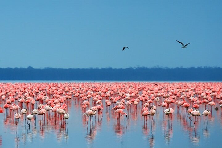 Attractions in Lake Nakuru National Park 