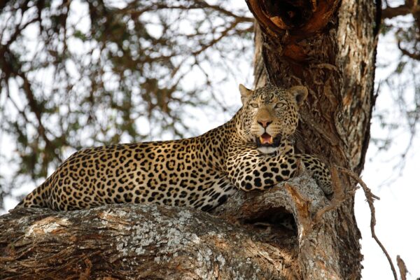 Lake Manyara safari