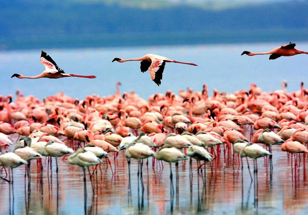 Pink Flamingos-birding in Lake Manyara National Park