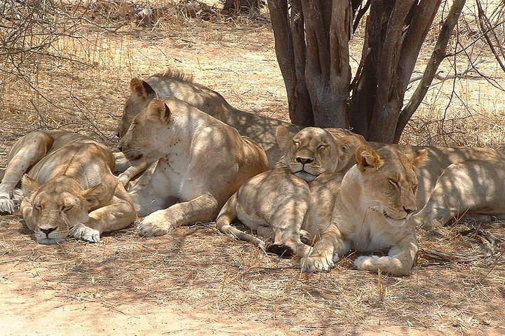 Lions in Ruaha National Park