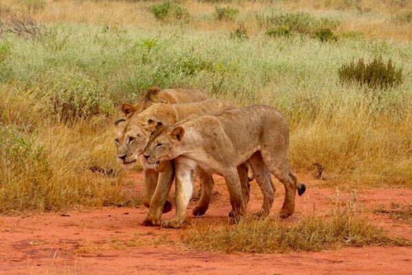 Lions in Tsavo East National Park