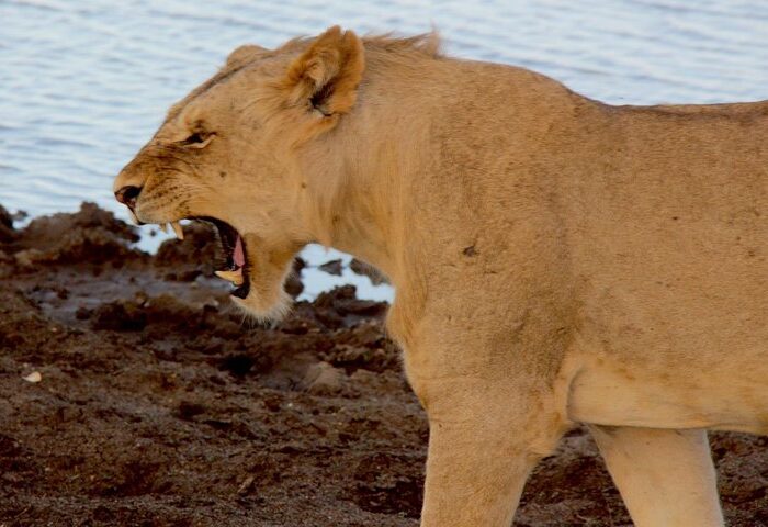 Lion in Tsavo East National Park