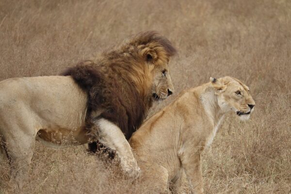 LIon in Ngorongoro Conservation area-Tanzania National Parks