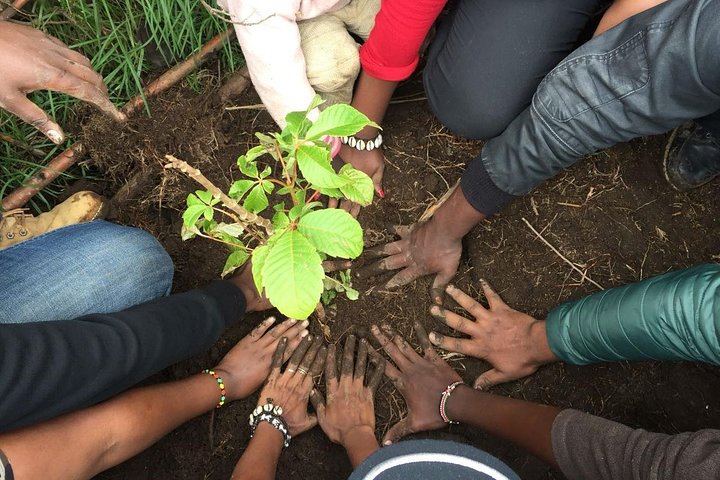 Kenya To Charge 20 Ksh From Tourists For Tree Seedlings