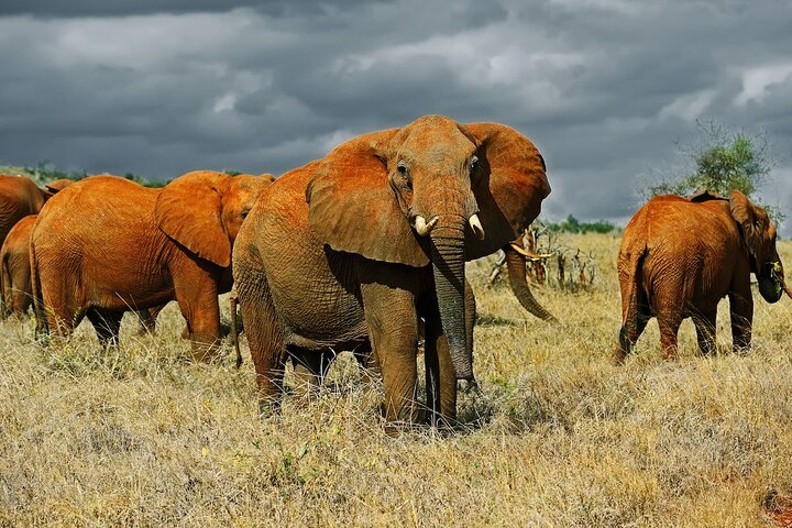 Rep soiled Elephants-Top sights/attractions in Tsavo East National Park