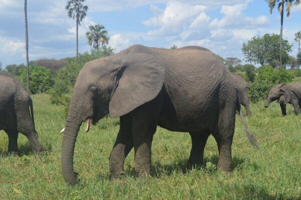 Tarangire National Park one of the Tanzania National Parks & Reserves