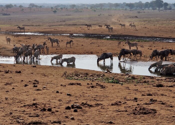 Tsavo West national Park