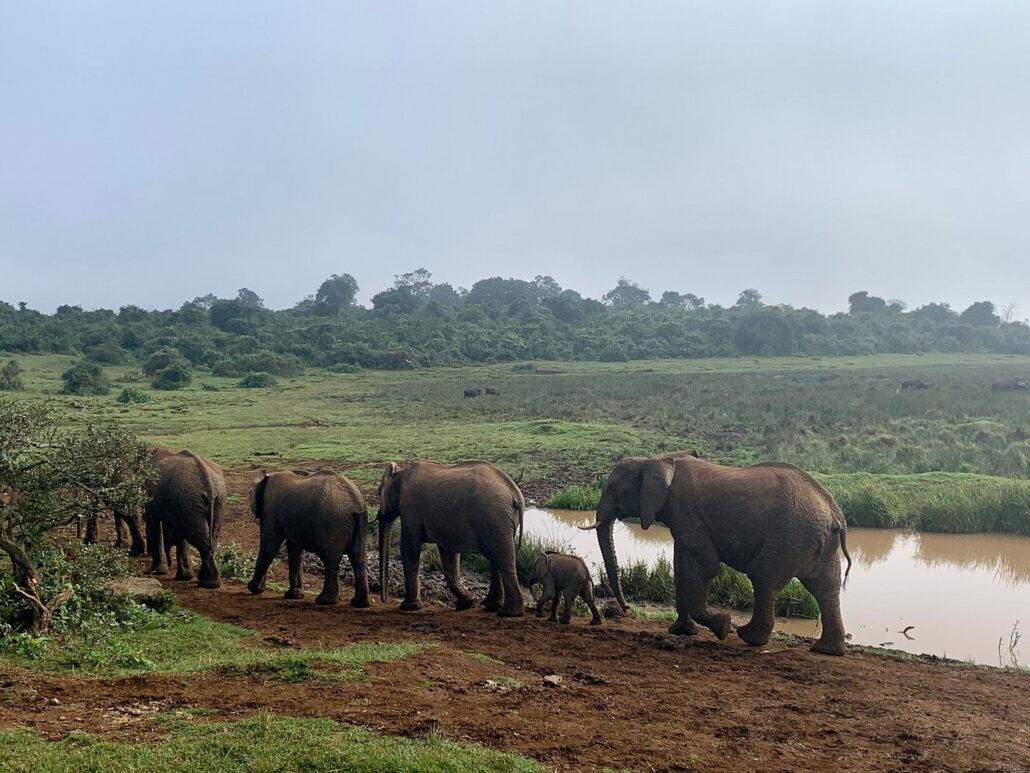 Attractions in Aberdare National Park