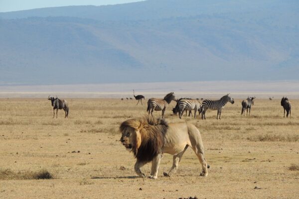 Attractions in Ngorongoro Crater