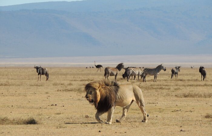 attractions in the ngorongoro crater Attractions in Ngorongoro Crater