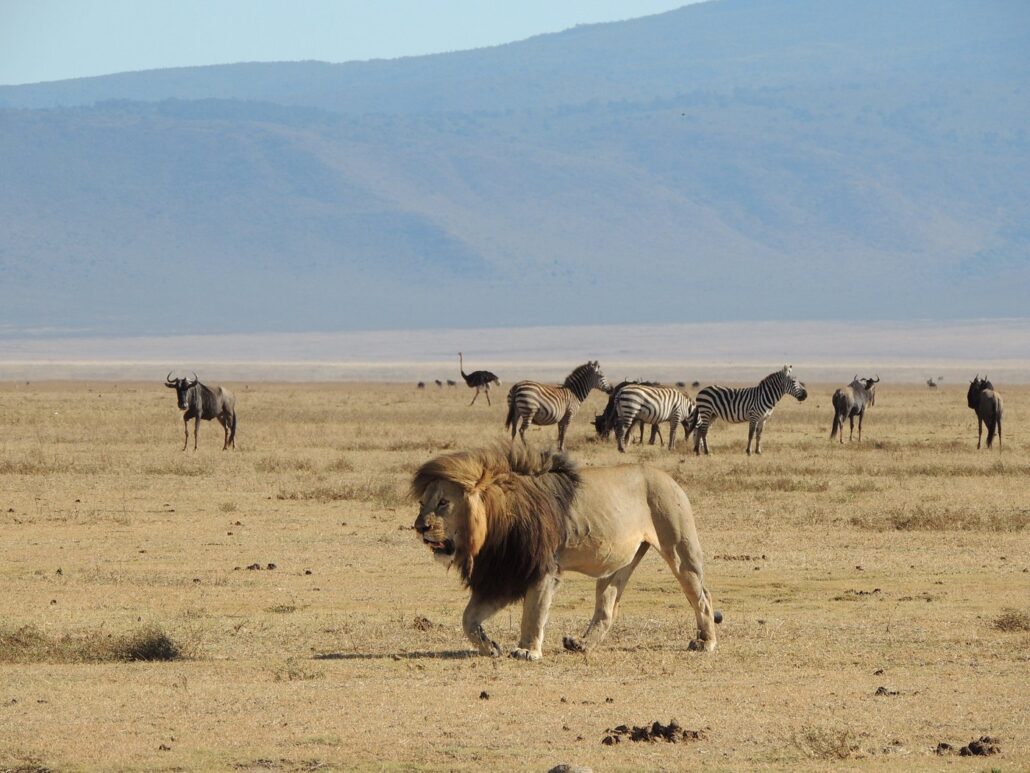 ngorongoro crater in the Ngorongoro conservation area