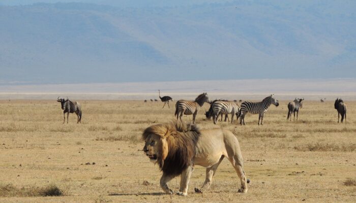 ngorongoro crater in the Ngorongoro conservation area