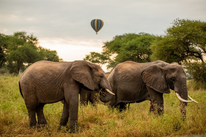 Serengeti Hot Air Balloon Safaris