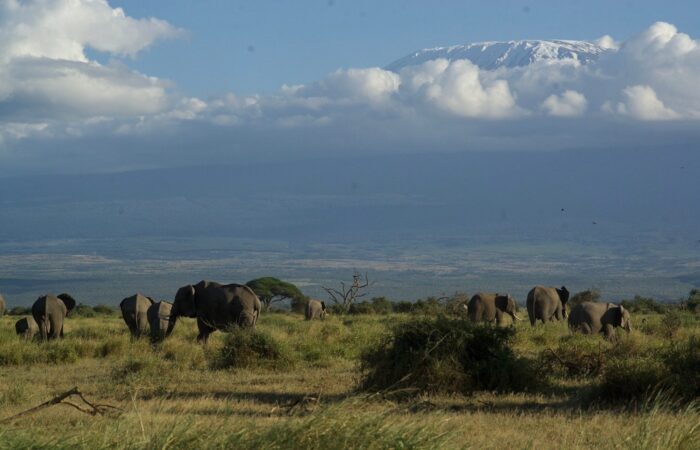 beautiful caption or Amboseli National Park attraction beautiful caption or Amboseli National Park attraction