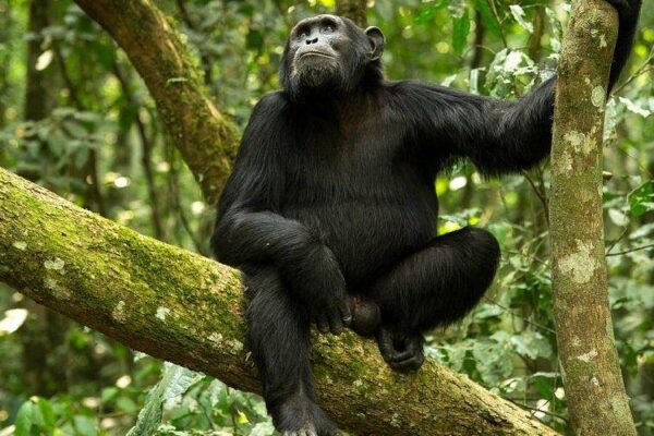 chimpanzee tracking in Mahale Mountains National Park