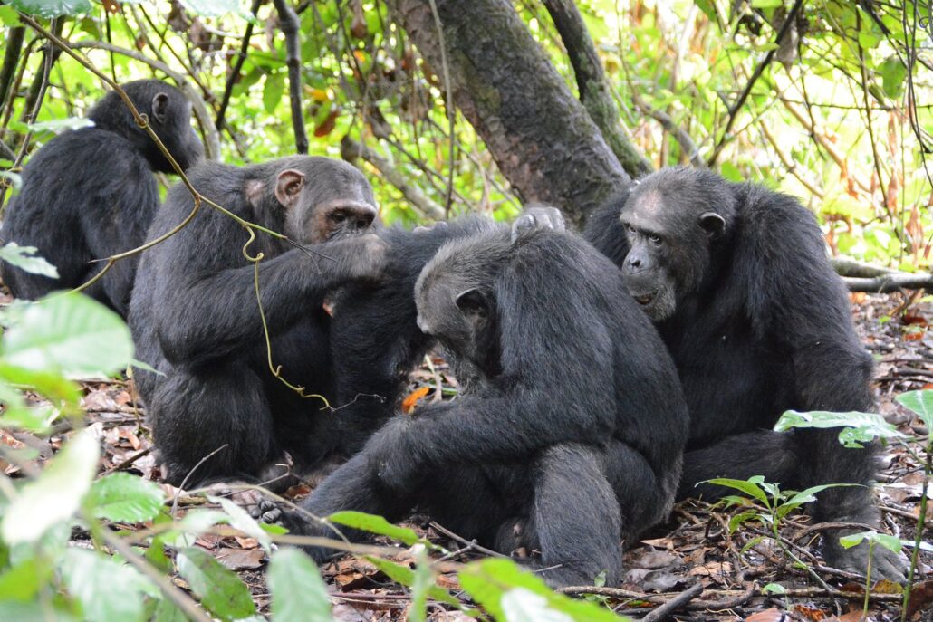 chimpanzees in Mahale mountains national park