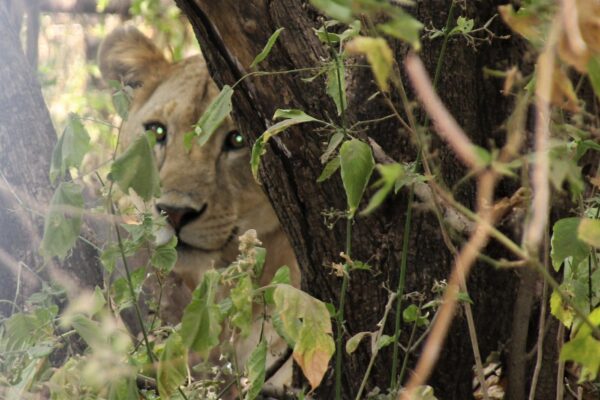 Lake Manyara National Park safari