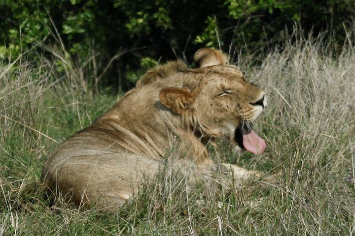 History/Facts Of Tsavo East National Park