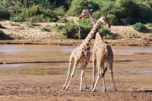 Top Attractions/sights in Samburu national Park for Kenya safaris