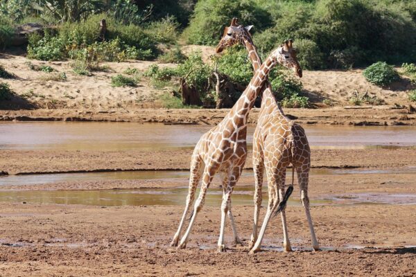 Top Attractions/sights in Samburu national Park for Kenya safaris