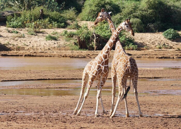 Top Attractions/sights in Samburu national Park for Kenya safaris