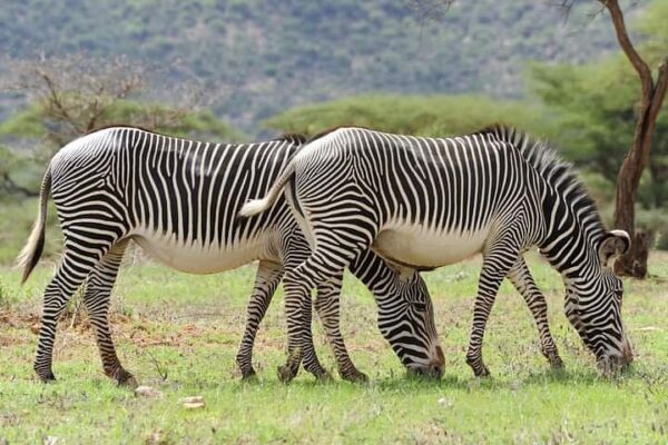 Attractions in Samburu National Reserve