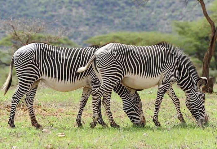 Attractions in Samburu National Reserve