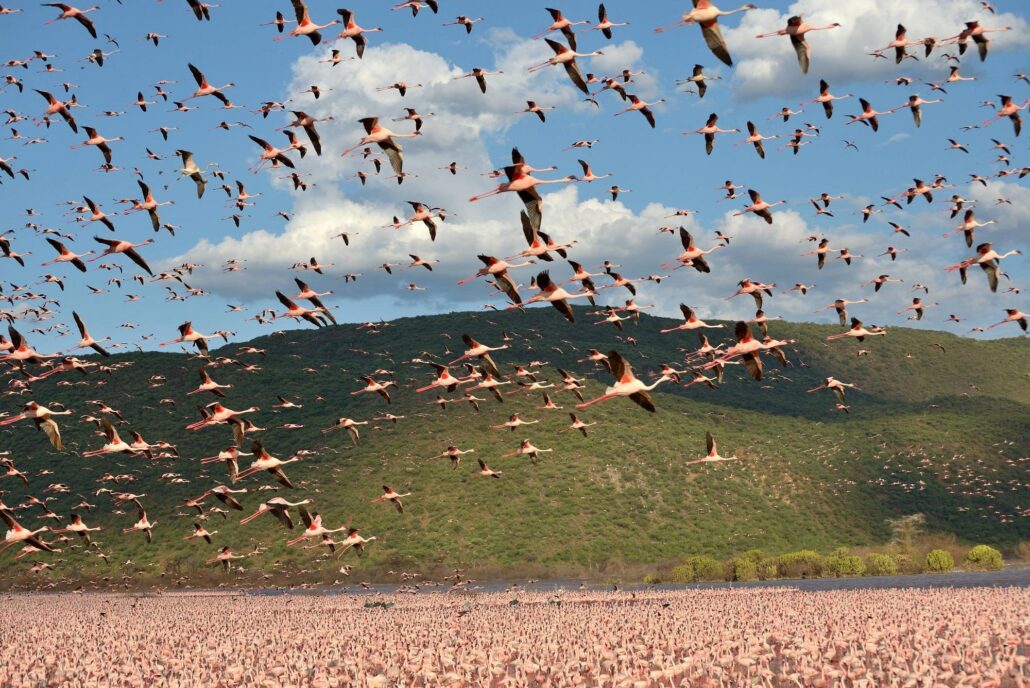 Lake Bogoria birding-10 best things to do in Kenya