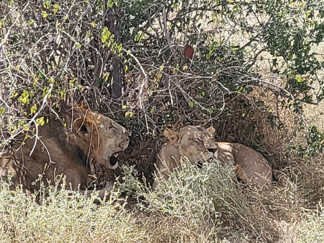 Lion attractions(top sights) in Tsavo West National Park