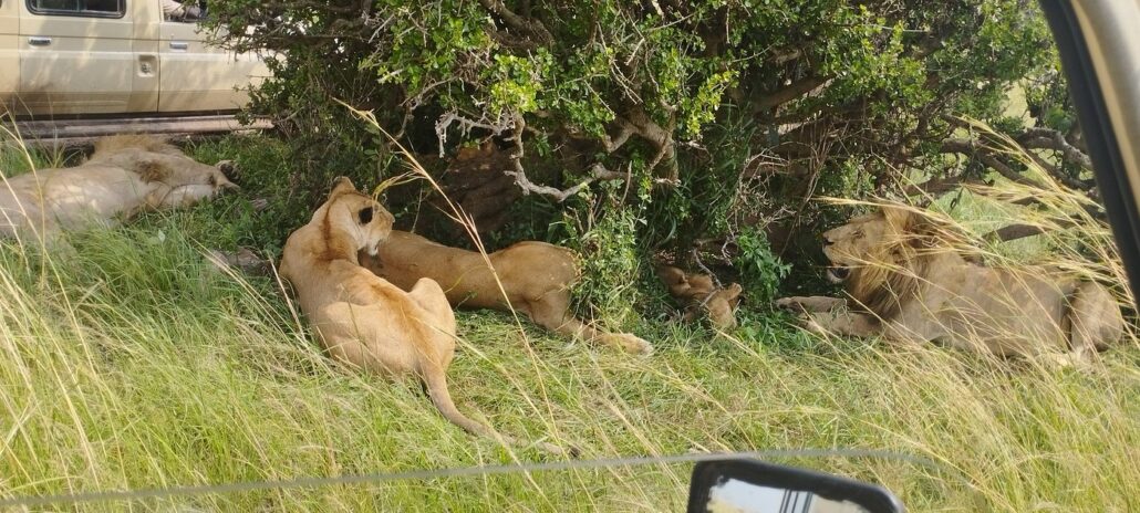 Wildlife Attractions in Nairobi National Park