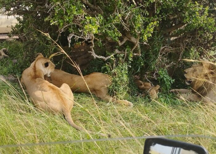 Wildlife Attractions in Nairobi National Park