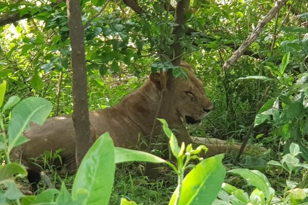 Selous national park