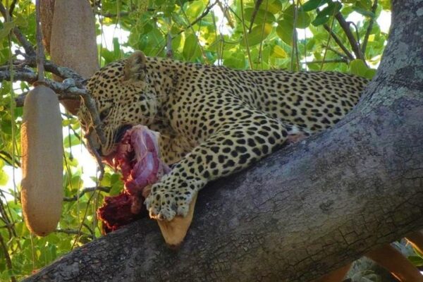 ruaha Leopard