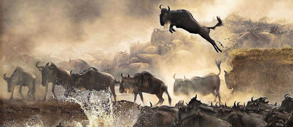 Best Time To Visit Serengeti national Park for the great wildebeest migratin