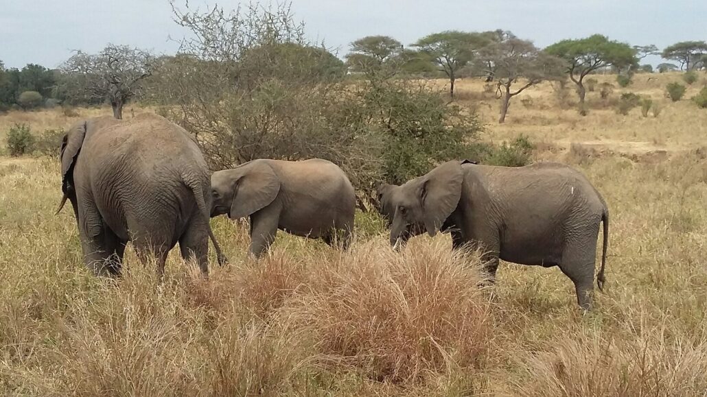 Tarangire National Park Tanzania