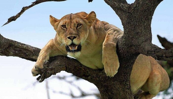 Tree climbing Lion in Lake Manyara National Park