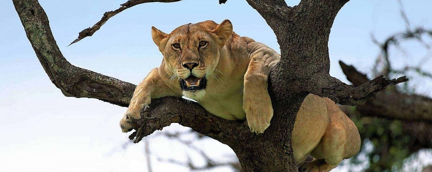 Tree climbing Lion in Lake Manyara National Park 