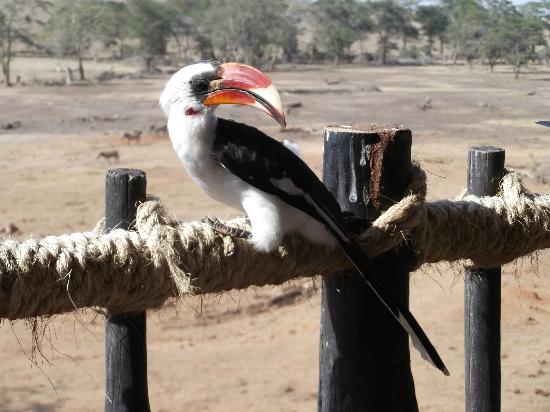 Coastal Birding Safari Kenya 10 days