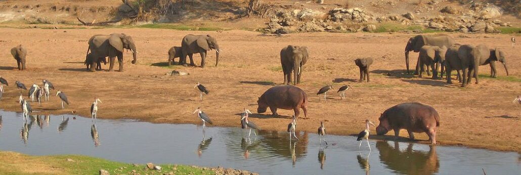 Wildlife watching in Tarangire National Park Tanzania-best things/activities to do