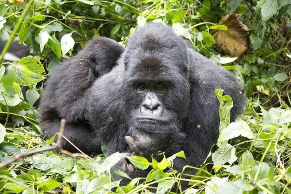 Mountain Gorilla trekking in Virunga National Park in Democratic Republic of Congo-gorilla permit