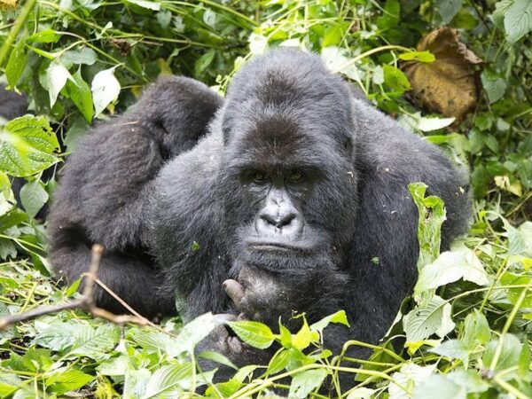Mountain Gorilla trekking in Virunga National Park in Democratic Republic of Congo-gorilla permit