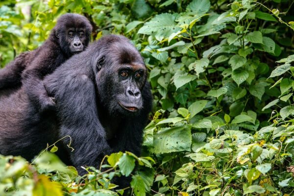 8 days gorill trekking virunga & okapi