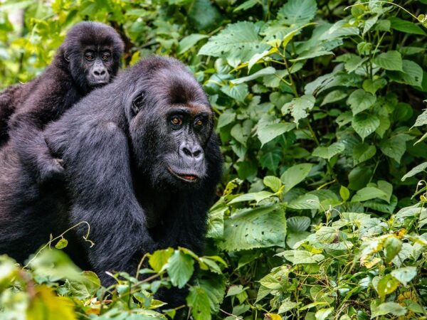 8 days gorill trekking virunga & okapi